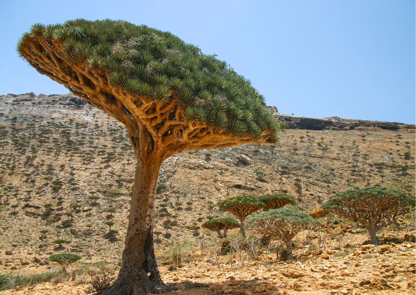 viaggio di gruppo socotra